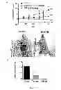 Fig. 13 - Use of multivalent synthetic ligands of surface nucleolin for treating cancer or inflammation