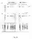 Fig. 19 - Use of multivalent synthetic ligands of surface nucleolin for treating cancer or inflammation