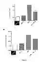 Fig. 24 - Use of multivalent synthetic ligands of surface nucleolin for treating cancer or inflammation