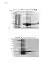 Fig. 06 - COLLAGEN HYDROXYLASES
