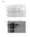Fig. 07 - COLLAGEN HYDROXYLASES