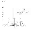 Fig. 09 - COLLAGEN HYDROXYLASES