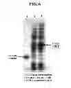 Fig. 07 - Methods of preventing or treating brain diseases