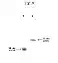 Fig. 08 - Methods of preventing or treating brain diseases