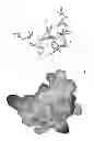 Fig. 11 - Potent and selective inhibitors of Na1.3 and Na1.7
