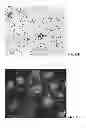 Fig. 20 - Potent and selective inhibitors of Na1.3 and Na1.7