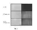 Fig. 02 - Compositions for the treatment of cancer, and methods for testing and using the same