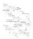 Fig. 02 - MULTIPLE FOLATE FORMULATION AND USE THEREOF