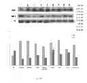 Fig. 07 - METHODS FOR DRUG SCREEN USING ZEBRAFISH MODEL AND THE COMPOUNDS SCREENED THEREFROM