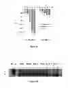 Fig. 05 - Treating protein folding disorders with small molecule CFTR correctors