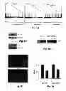 Fig. 10 - Treatment of Solid Tumours