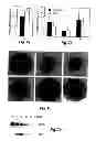 Fig. 11 - Treatment of Solid Tumours