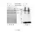 Fig. 07 - COMPOSITIONS AND METHODS FOR TREATMENT