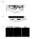 Fig. 22 - CHEMICALLY MODIFIED OLIGONUCLEOTIDES FOR USE IN MODULATING MICRO RNA AND USES THEREOF
