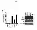 Fig. 02 - COMPOSITIONS FOR MODULATING INVASION ABILITY OF A TUMOR AND METHODS THEREOF