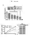 Fig. 03 - COMPOSITIONS FOR MODULATING INVASION ABILITY OF A TUMOR AND METHODS THEREOF