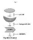 Fig. 23 - COMPOSITIONS FOR MODULATING INVASION ABILITY OF A TUMOR AND METHODS THEREOF