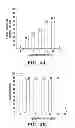 Fig. 04 - Efficient protein expression in vivo using modified RNA (MOD-RNA)