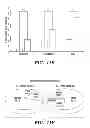 Fig. 22 - Efficient protein expression in vivo using modified RNA (MOD-RNA)