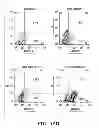 Fig. 26 - Efficient protein expression in vivo using modified RNA (MOD-RNA)
