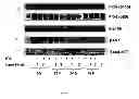 Fig. 06 - LUPEOL ANTI-TUMOR AGENT AND USES THEREOF