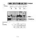 Fig. 08 - LUPEOL ANTI-TUMOR AGENT AND USES THEREOF
