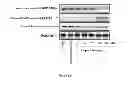Fig. 13 - LUPEOL ANTI-TUMOR AGENT AND USES THEREOF