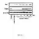 Fig. 15 - LUPEOL ANTI-TUMOR AGENT AND USES THEREOF