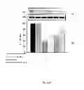 Fig. 18 - LUPEOL ANTI-TUMOR AGENT AND USES THEREOF