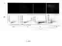 Fig. 22 - LUPEOL ANTI-TUMOR AGENT AND USES THEREOF