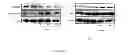 Fig. 23 - LUPEOL ANTI-TUMOR AGENT AND USES THEREOF