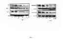 Fig. 24 - LUPEOL ANTI-TUMOR AGENT AND USES THEREOF