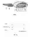 Fig. 02 - Collagen scaffolds, medical implants with same and methods of use