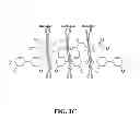Fig. 04 - Collagen scaffolds, medical implants with same and methods of use
