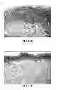 Fig. 22 - Collagen scaffolds, medical implants with same and methods of use