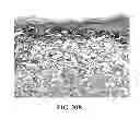 Fig. 32 - Collagen scaffolds, medical implants with same and methods of use