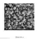 Fig. 04 - CONTROLLED MORPHOLOGY HIGH ACTIVITY POLYOLEFIN CATALYST SYSTEM