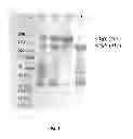 Fig. 02 - METHODS FOR PURIFYING IgY ANTIBODIES