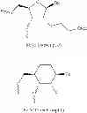 Fig. 20 - Cyclohexenyl nucleic acids analogs