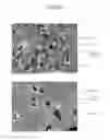 Fig. 04 - Compositions and methods for converting hazardous waste glass into non-hazardous products