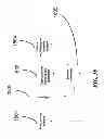 Fig. 40 - APPARATUS FOR DETECTING TUMOR CELLS