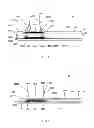 Fig. 03 - MEDICAL STRAPS