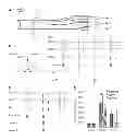 Fig. 01 - METHOD AND APPARATUS FOR SELECTIVELY CONTROLLING NEURAL ACTIVITIES AND APPLICATIONS OF SAME