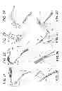 Fig. 09 - Adjustable suture-button constructs for ligament reconstruction