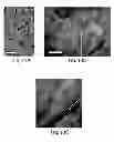 Fig. 22 - Scaffolds comprising nanoelectronic components for cells, tissues, and other applications