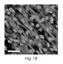 Fig. 32 - Scaffolds comprising nanoelectronic components for cells, tissues, and other applications