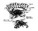Fig. 01 - Crystal structure