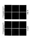 Fig. 09 - Engineering lipids in vegetative tissues of plants