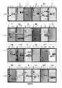Fig. 04 - Intercellular Transfer of Organelles in Plants for Horizontal Transfer of DNA Expressing Proteins of Interest