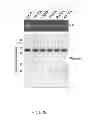 Fig. 09 - Plants with altered phytochromes